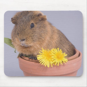 guinea pig in a flowerpot mouse mat