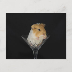 Guinea pig in a wine glass postcard