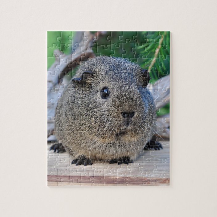 Guinea Pig Jigsaw Puzzle Zazzle.co.uk