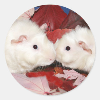 Guinea pig kiss sticker