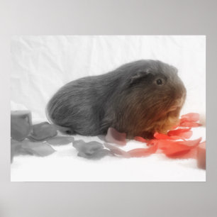 Guinea Pig Love Poster