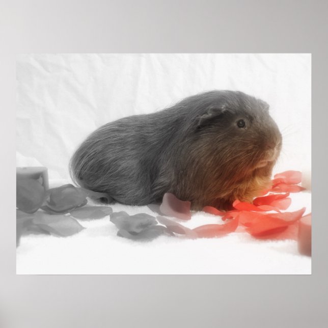 Guinea Pig Love Poster (Front)