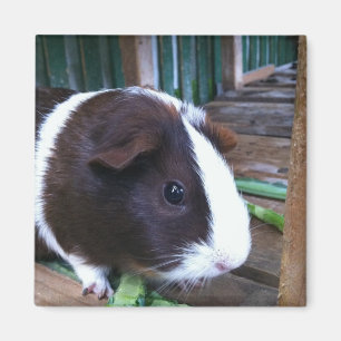 guinea pig magnet