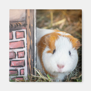 Guinea pig magnet