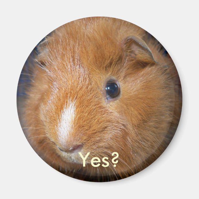 Guinea Pig Magnet (Front)