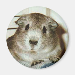 guinea pig magnet