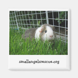 Guinea Pig magnet