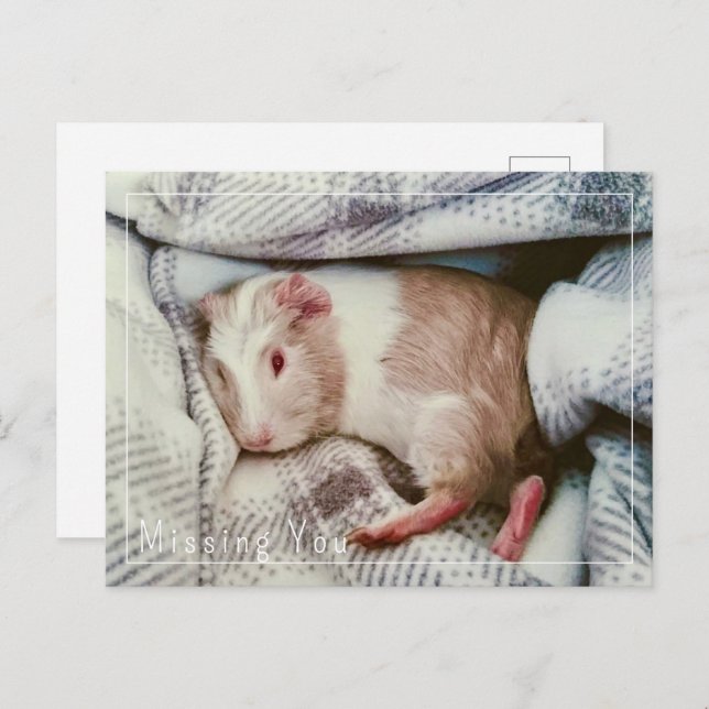 Guinea Pig Missing You Postcard Editable  (Front/Back)