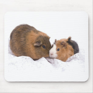 guinea pig mouse mat