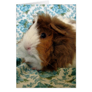 Guinea Pig on Vintage Blue Floral Fabric