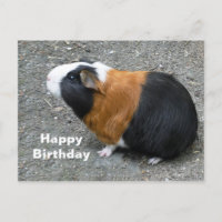 Guinea Pig Photo Birthday