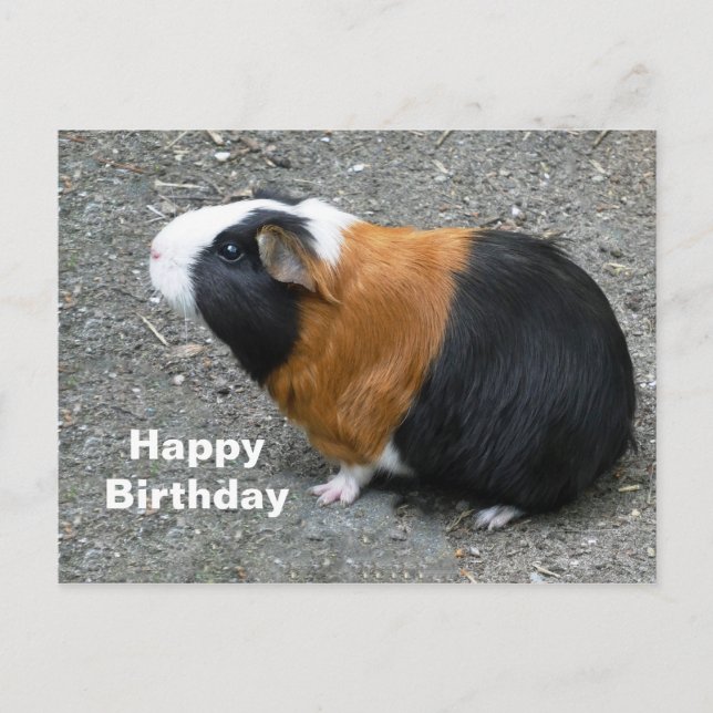 Guinea Pig Photo Birthday Postcard (Front)