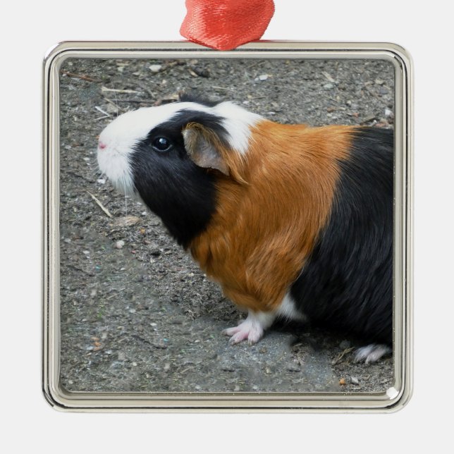 Guinea Pig Photo Christmas Metal Tree Decoration (Front)