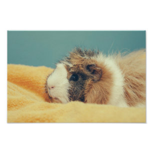 Guinea pig photo print