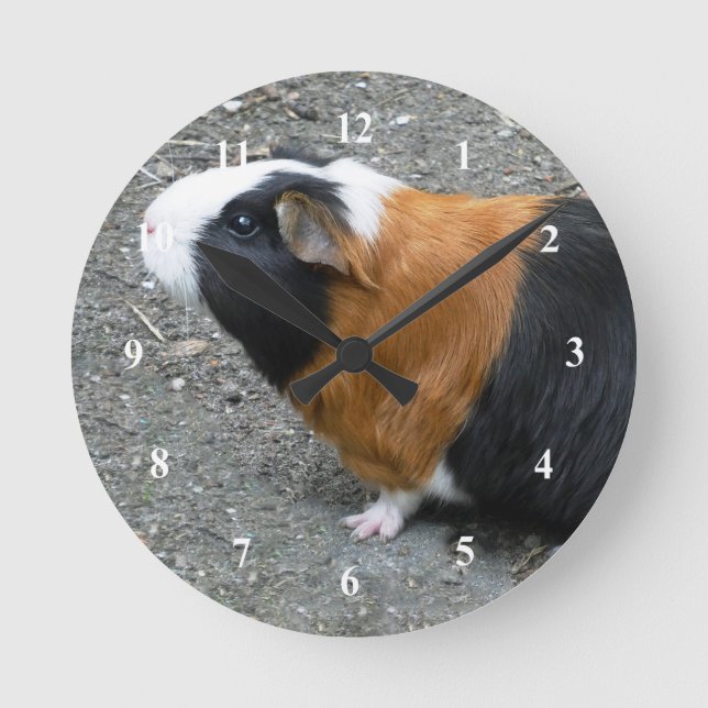 Guinea Pig Photo Round Clock (Front)