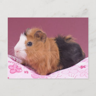 guinea pig postcard