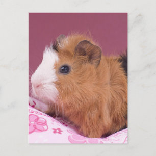 guinea pig postcard