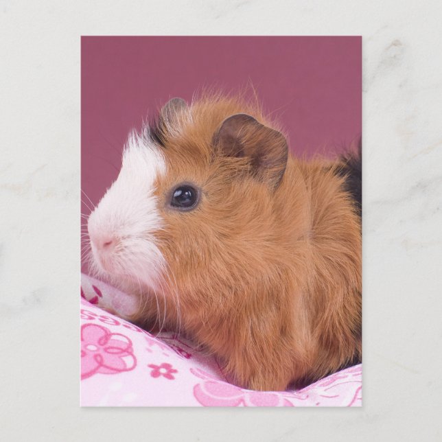 guinea pig postcard (Front)