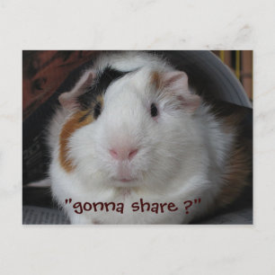 Guinea Pig Postcard