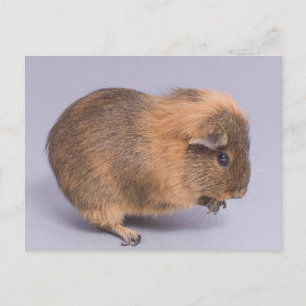 guinea pig, postcard