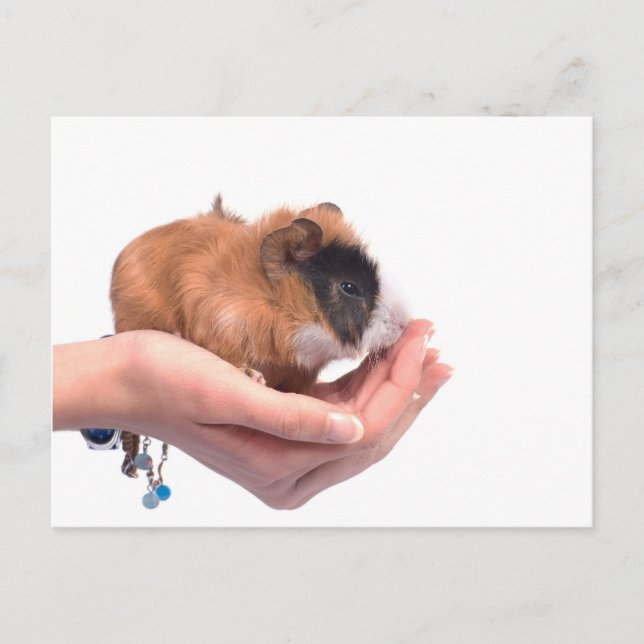 guinea pig postcard (Front)