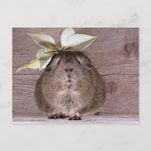 Guinea pig postcard