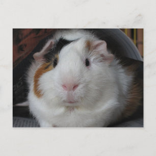 Guinea Pig Postcard