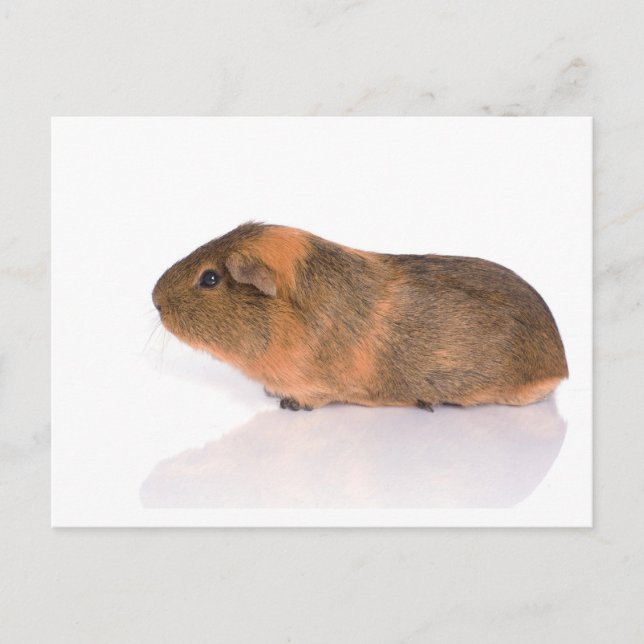 guinea pig postcard (Front)