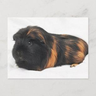 Guinea Pig Postcard