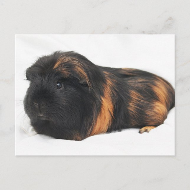 Guinea Pig Postcard (Front)
