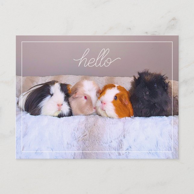 Guinea Pig Postcard (Front)