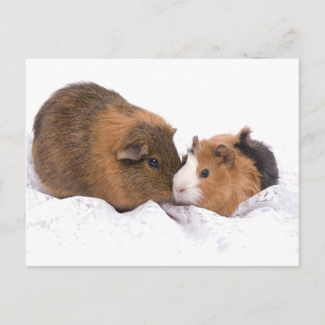 guinea pig postcard (Front)