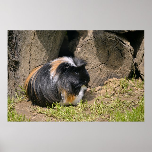 Guinea pig poster (Front)