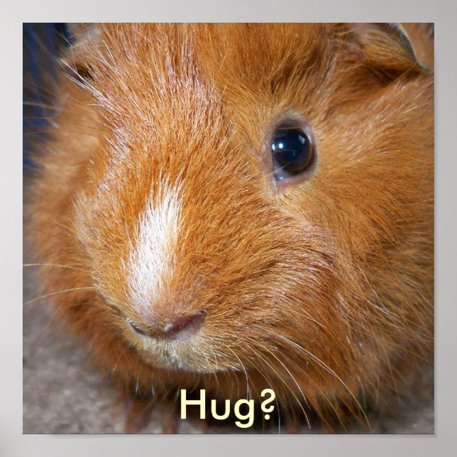 Guinea Pig Poster (Front)