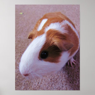 Guinea Pig Poster