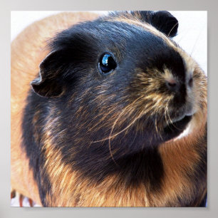 Guinea-Pig Poster