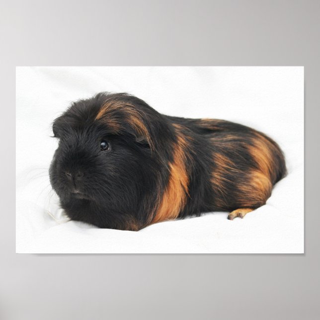 Guinea Pig Poster (Front)