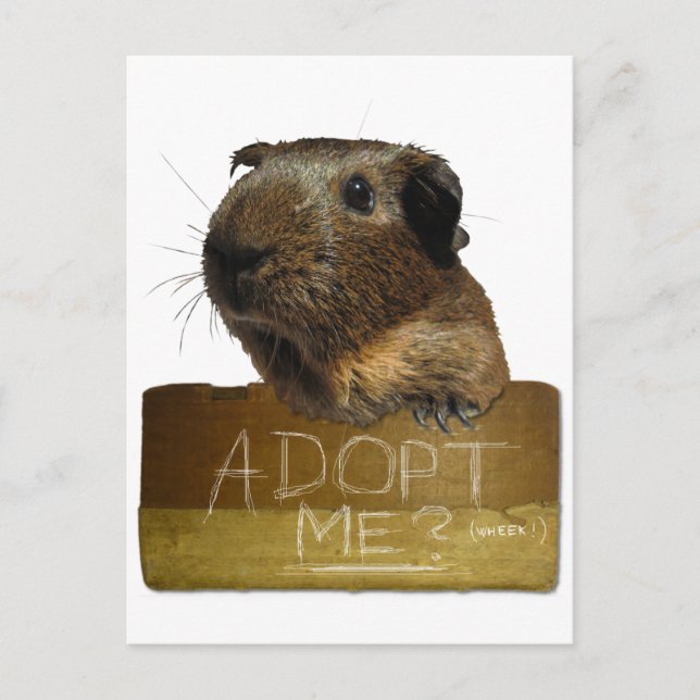 Guinea Pig Rescue Adoption Postcard (Front)