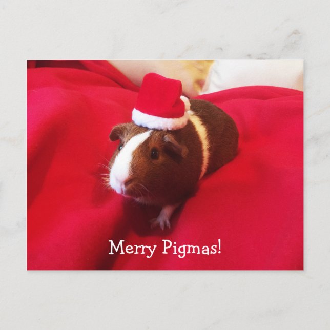 Guinea Pig Santa Claus Christmas Holiday Postcard (Front)
