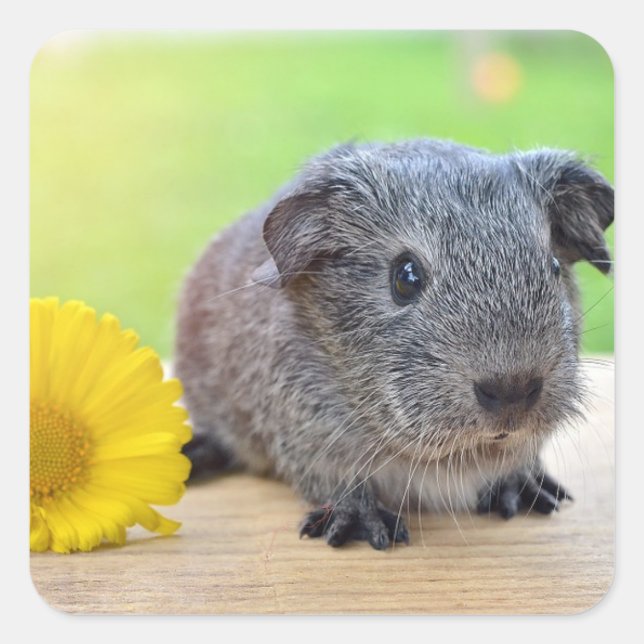 Guinea pig square sticker (Front)