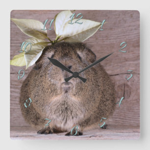 Guinea pig square wall clock