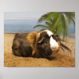 Guinea Pig  Under Palm Tree Poster