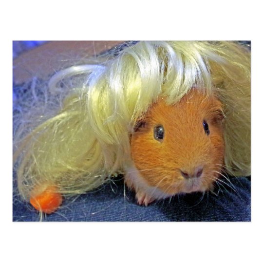 guinea pig with a wig postcard Zazzle.co.uk