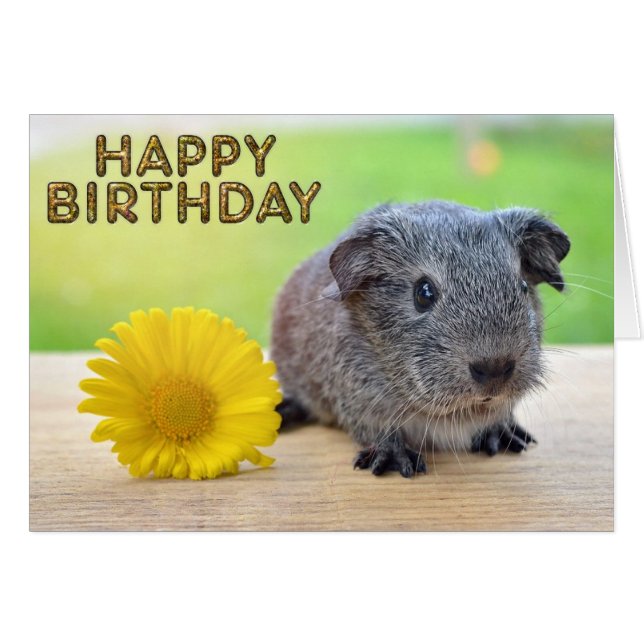 Guinea pig yellow flower (Front Horizontal)