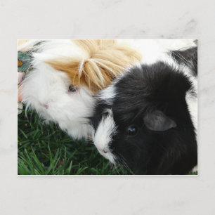 guinea pigs 2 postcard