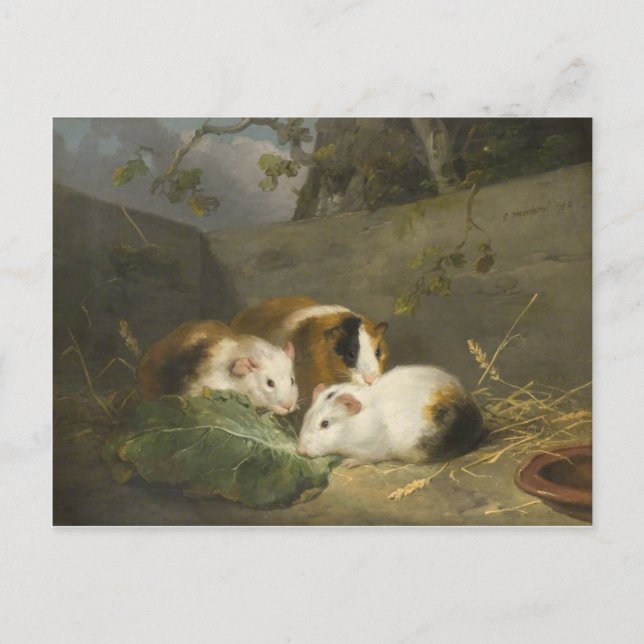 Guinea Pigs (by George Morland) Postcard (Front)