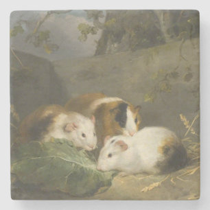 Guinea Pigs (by George Morland) Stone Coaster