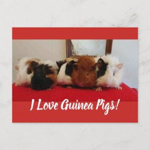 Guinea pigs Card