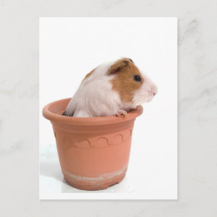 guinea pigs in a flowerpot postcard