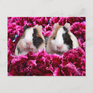 Guinea Pigs in the Flower Bed Postcard